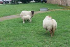 Des moutons au lycée La plaine de Neauphle
