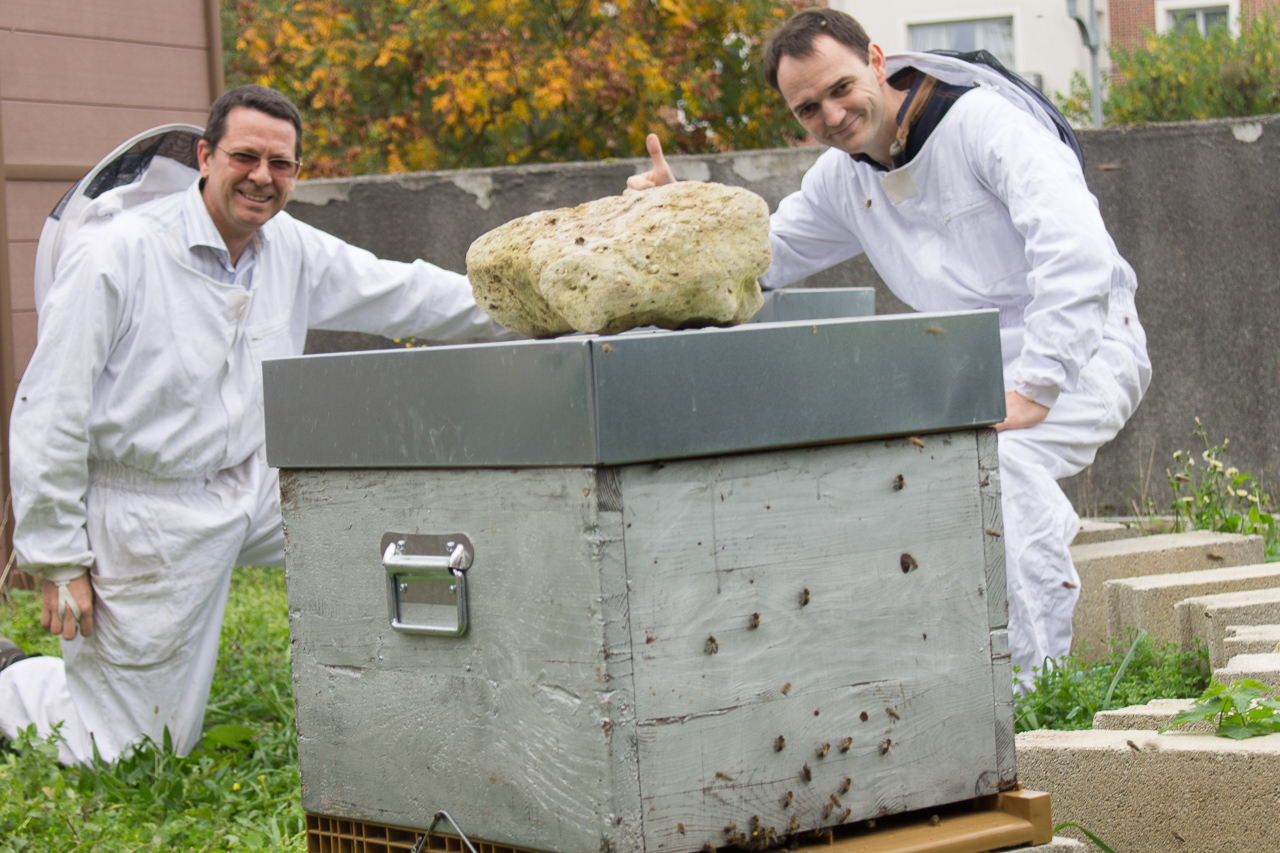 À côté de la mairie, les ruches ont repris vie - La Gazette de Saint-Quentin-en-Yvelines