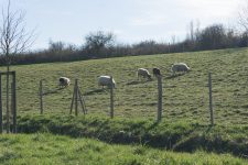 Le retour des moutons au parc de la Sourderie