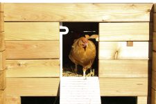 Influenza aviaire : la préfecture met en place une zone de contrôle temporaire